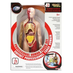 Figura Cuerpo Humano