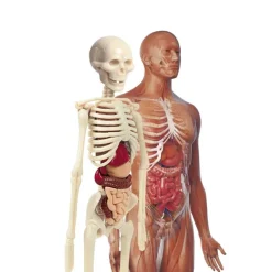 Laboratorio de Anatomía